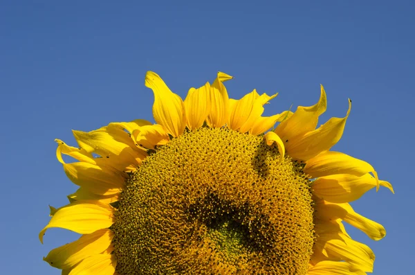 Summer sunflower fragment and sky — Stock Photo, Image