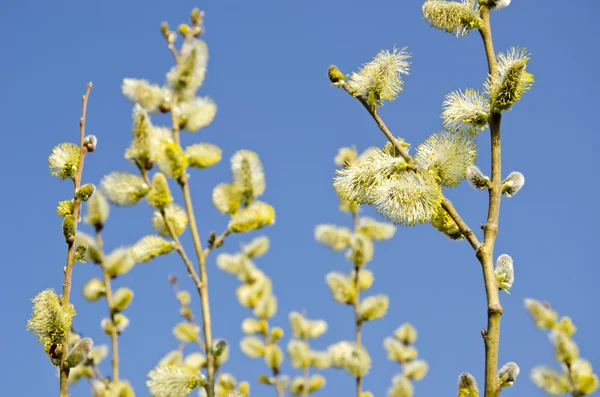 Pussy willows in spring and sky — Stock Photo, Image