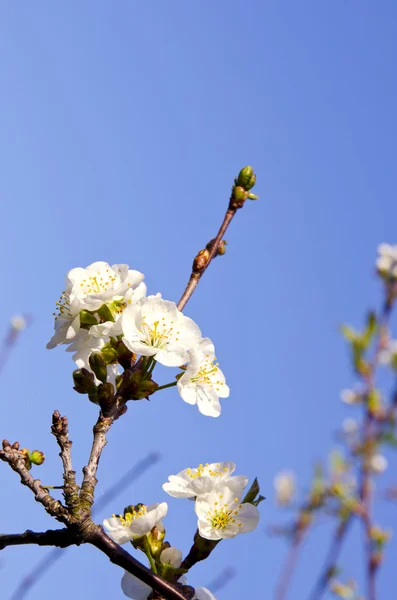 樱桃树春天樱花和天空背景 — 图库照片