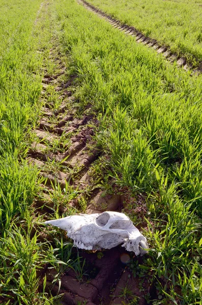 stock image Horse cranium in the spring crop field