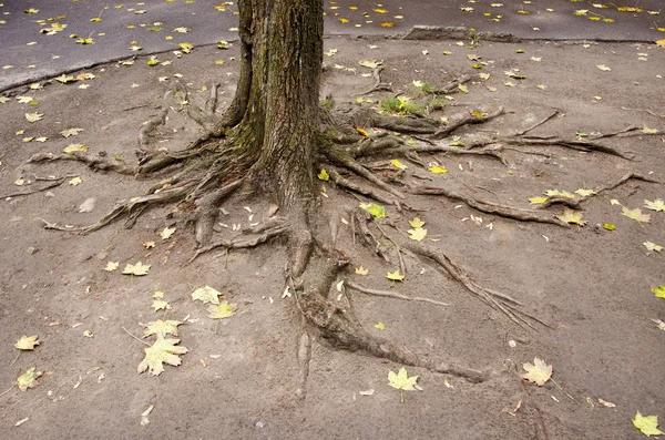 Kořeny stromů městský dvůr — Stock fotografie