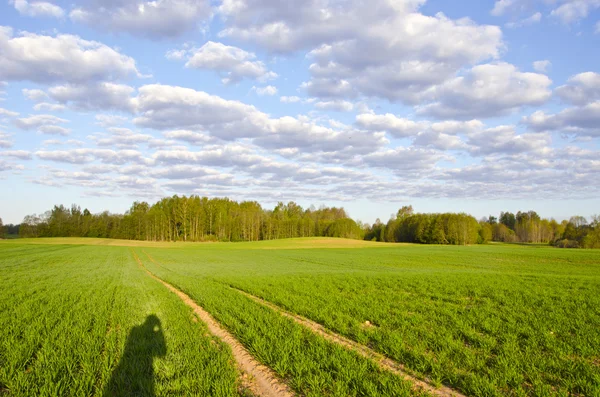 Spring crop field — Stock Photo, Image