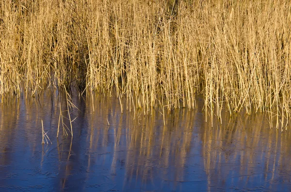 First ice on river water and reeds — Stock Photo, Image