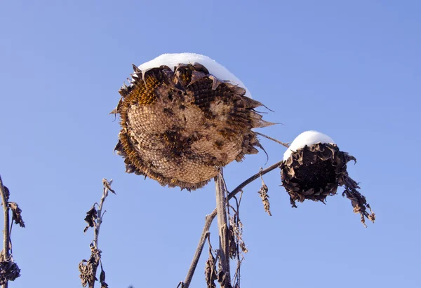 Dvě slunečnice hlavy se sněhem — Stock fotografie