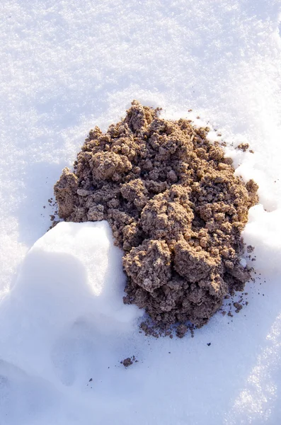 Nové velblouda na sněhu — Stock fotografie