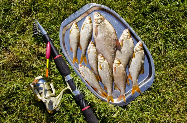 Vassoio in metallo con pesci sull'erba — Foto Stock
