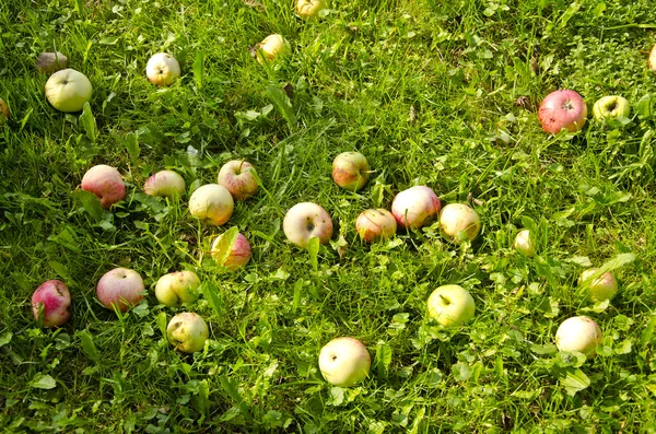 Lato jabłka na trawie — Zdjęcie stockowe