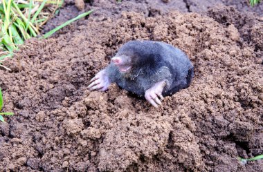 Mole on summer molehill in the garden clipart