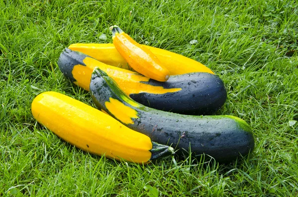 Green and yellow courgettes harvest — Stock Photo, Image