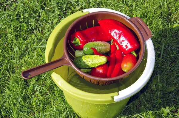 バケツの中のカラフルな夏野菜 — ストック写真