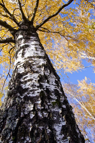 Podzimní břízy zlatého listí a obloha — Stock fotografie