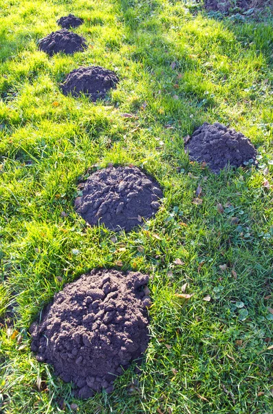 New molehills on garden grass — Stock Photo, Image