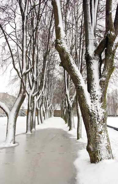 Aleja drzewa zima śnieg — Zdjęcie stockowe