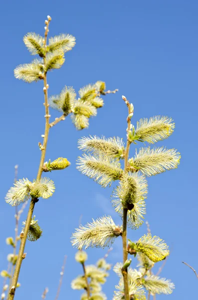 Yellow catkins on willow branches — Stock Photo, Image