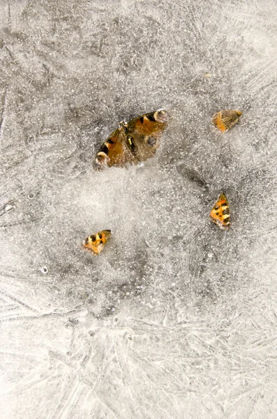 Papillons morts gelés dans la glace hivernale — Photo