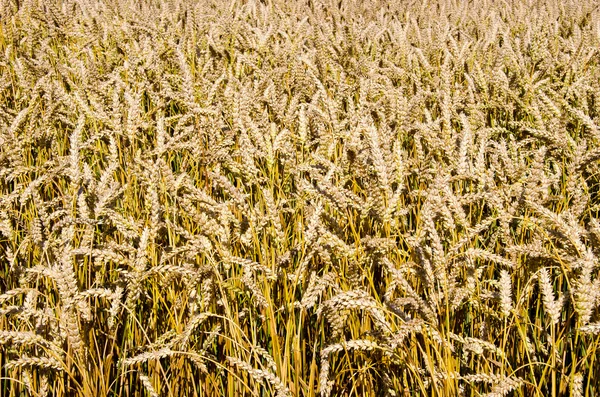 Тло пшеничних вух влітку — стокове фото