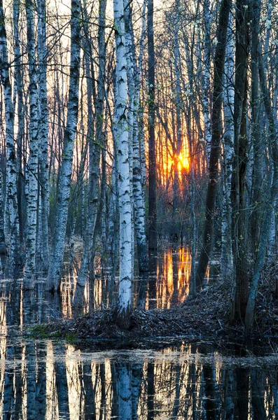 Spring water flood in the forest — Stock Photo, Image