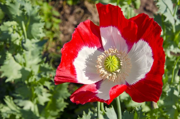 Красно-белый цветок мака — стоковое фото