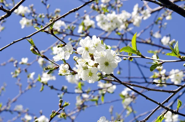 Květy na větvích třešeň — Stock fotografie