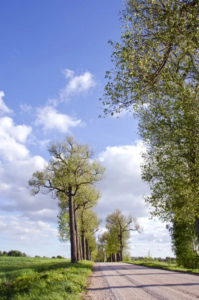 Wiosennej drodze z perspektywy drzewo — Zdjęcie stockowe