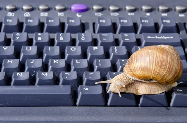 黑色计算机键盘上的蜗牛 — 图库照片