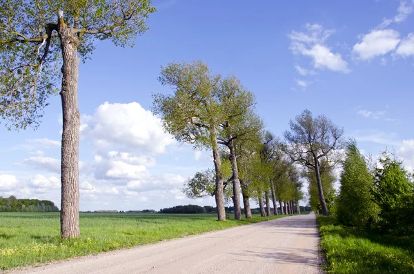 Summer landscape with tree and road — Stock Photo, Image