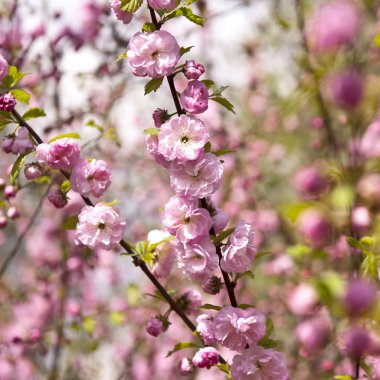 Bahar pembe yaprakları