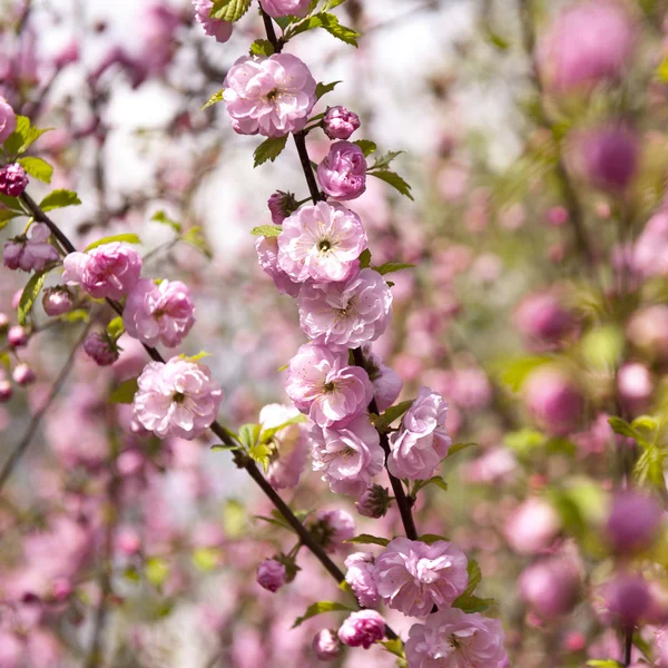 stock image Spring Pink Petals