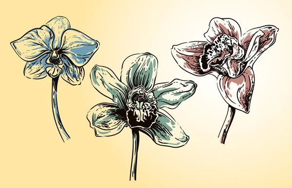 Orchideenblüten — Stockvektor