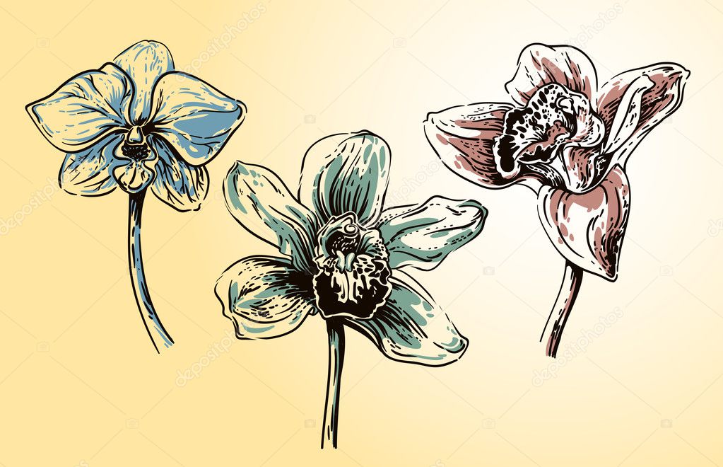 Flores de orquídea vintage imagem vetorial de © shumo4ka #8593683