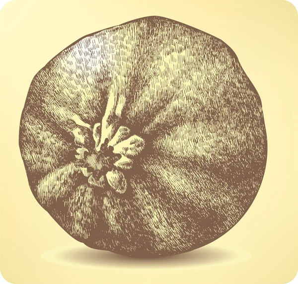 Овощная тыква, ручная работа. Векторная иллюстрация . — стоковый вектор