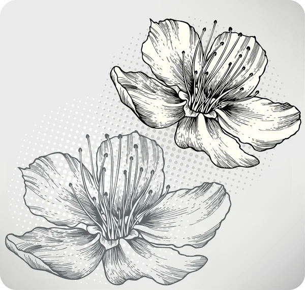 Flower apricots, hand-drawing. Vector illustration. — Stockový vektor