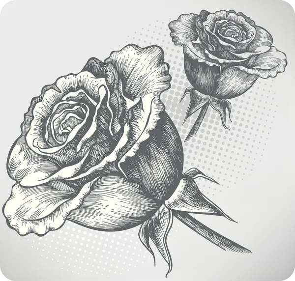 Rose in fiore vintage, disegno a mano. Illustrazione vettoriale . — Vettoriale Stock