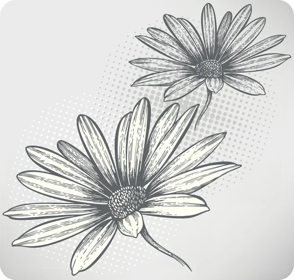 Цветущие цветы Osteospermum, ручной рисунок. Векторная иллюстрация — стоковый вектор