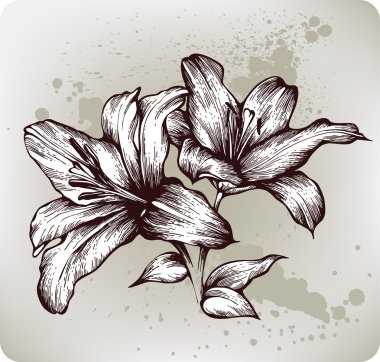 Lilies bloom, hand drawing. Vector illustration. clipart