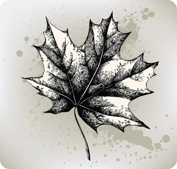 Akçaağaç yaprağı, el çizimi. vektör çizim. — Stok Vektör