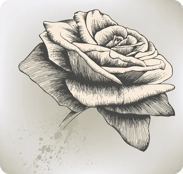 Vintage Rose, disegno a mano. Illustrazione vettoriale . — Vettoriale Stock