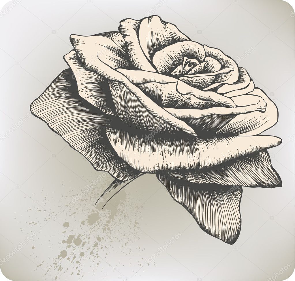 vintage rose sketch