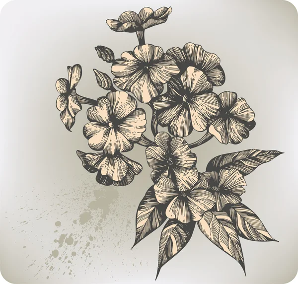 Floare înfloritoare phlox, desen manual. Ilustrație vectorială . — Vector de stoc
