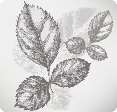 Twig with leaves of roses. Hand drawing. Vector illustration. clipart