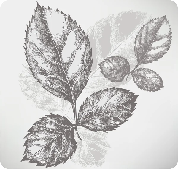 Zweig mit Rosenblättern. Handzeichnung. Vektorillustration. — Stockvektor