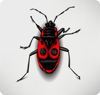 Red beetle, hand-drawing. Vector illustration. clipart