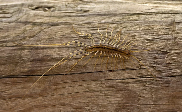 Millipedes of the species Scutigera coleoptrata — Stock Photo, Image