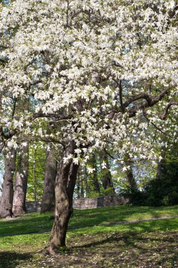 Magnolia ağacı çiçek açmış.