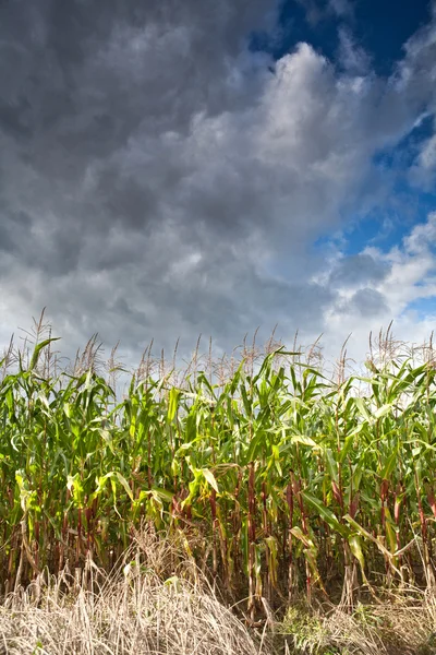 Pole kukurydzy, pochmurnego nieba — Zdjęcie stockowe