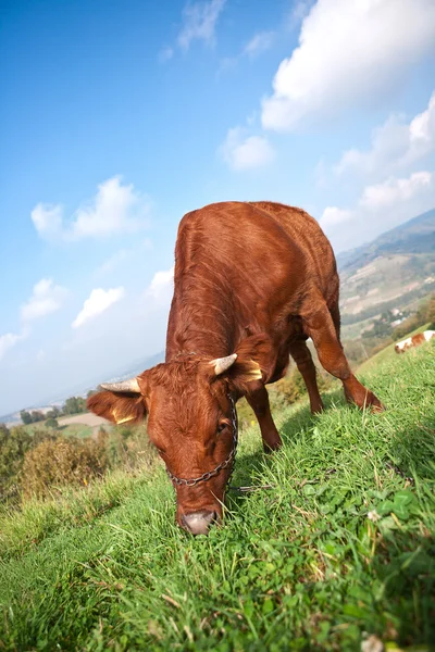 Vaca marrom no campo — Fotografia de Stock