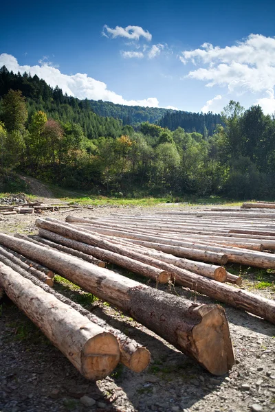 stock image A row of logs lying on the ground