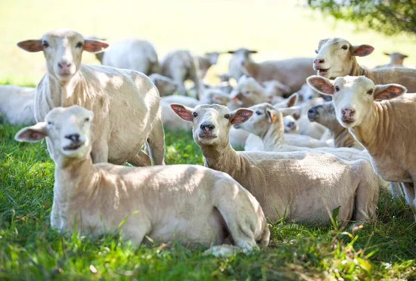 stock image Sheeps rests on the shadow field