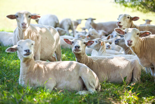 Овцы покоятся на теневом поле
