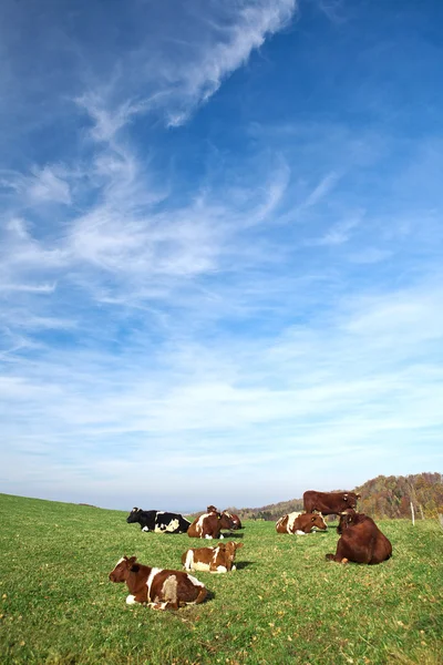 Vacas blancas pardas en una granja — Foto de Stock